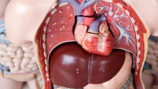 دراسة: المشروبات القليلة السكر والمُحليات الصناعية تزيد خطر الكبد الدهني