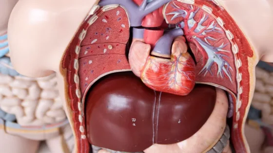 دراسة: المشروبات القليلة السكر والمُحليات الصناعية تزيد خطر الكبد الدهني