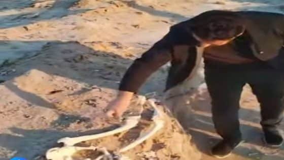 العثور على مقبرة جماعية في جزيرة الشيب.. وبدء الإجراءات الرسمية لكشف الحقائق