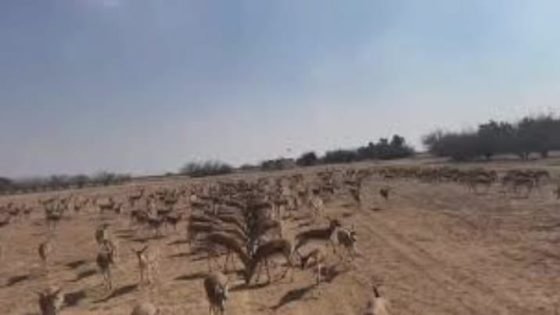 غزال الريم في محمية ميسان