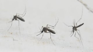 البصرة : تختنق بالحشرات أين الجهات المعنية | بقلم : محمد العيداني