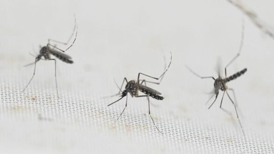 البصرة : تختنق بالحشرات أين الجهات المعنية | بقلم : محمد العيداني